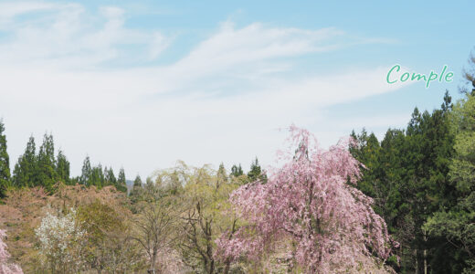 [レポ]白馬1泊春の桜風景写真カメラ教室2023後編 花火撮影と白馬の花