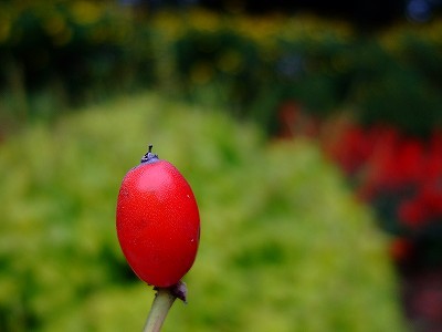 コンパクトデジカメ コンデジ で背景をぼかした写真を撮る方法は カメラぐ