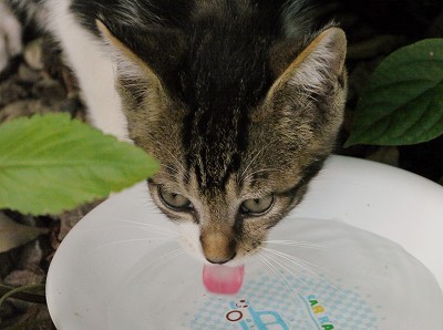 水飲み子猫