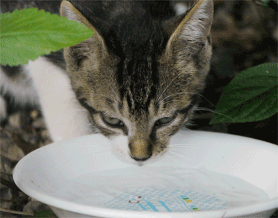 水飲み込猫アニメ