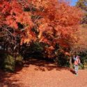 桜ヶ丘公園紅葉
