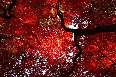 桜ヶ丘公園紅葉