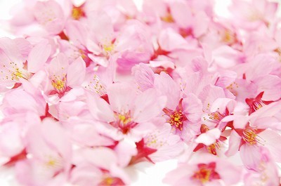 ピンクの桜写真