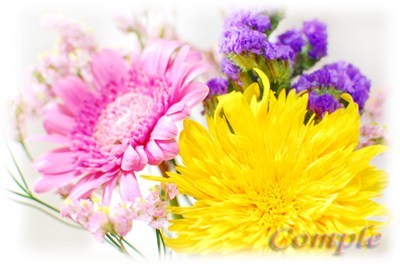 [終了]3月3日 女性限定 花と小物写真撮影デジカメ講座＠八王子2012春