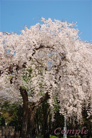 [終了]4月7日 京都二条城のライトアップ夜桜写真撮影講座