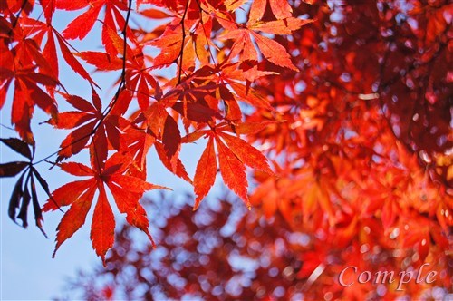 [終了]11月26、30日 高幡不動の紅葉夜景ライトアップ写真カメラ教室＠東京日野2017
