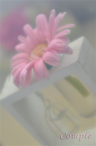 シグマズームシーター28-80mmF3.5-4.5で撮影の花