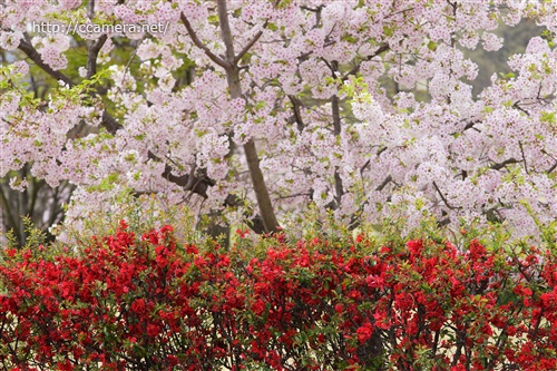桜の花とボケの花