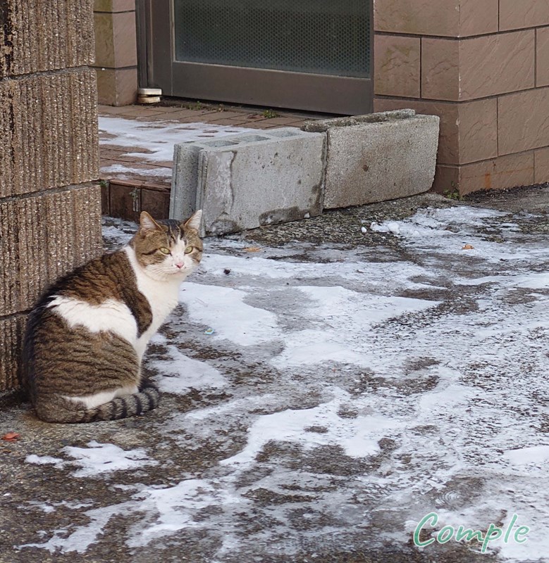 雪と地域猫
