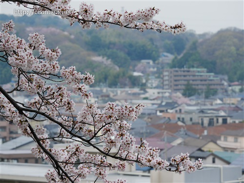 桜と住宅街