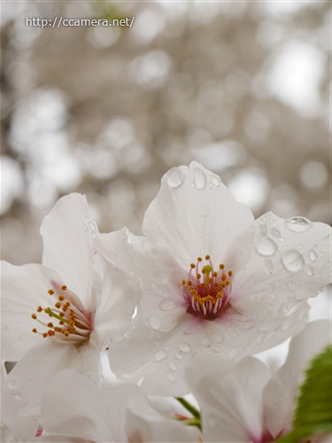 大島桜と水滴