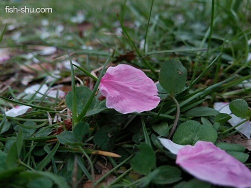 ピンクの桜の花びら