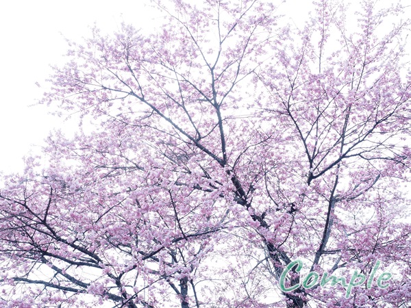 貞麟寺の桜