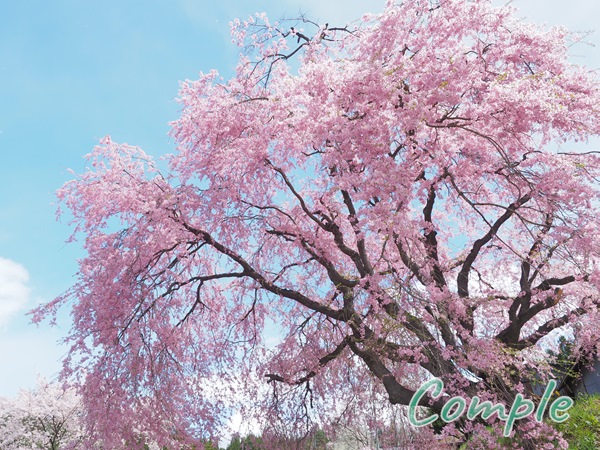 番所の桜