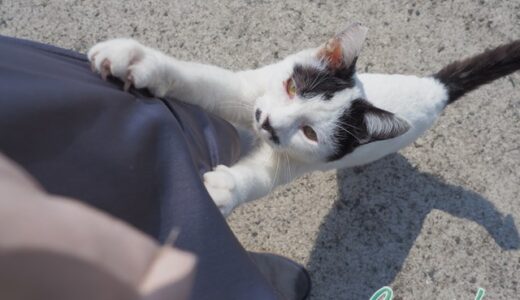 今日は猫の日写真2022熊本県湯島の旅猫