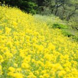[レポ]白馬1泊春の桜風景写真カメラ教室2022前編 花と料理