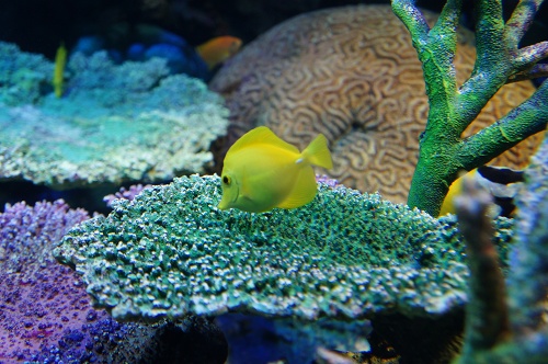 黄色い熱帯魚