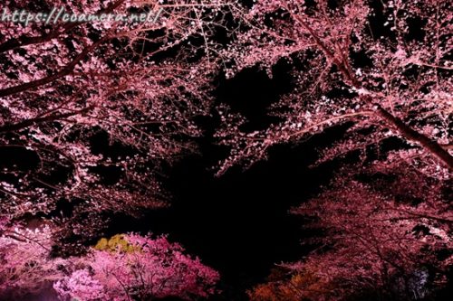 夜桜カメラ教室