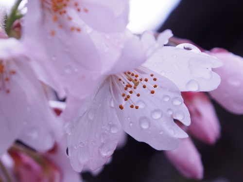 桜と水滴