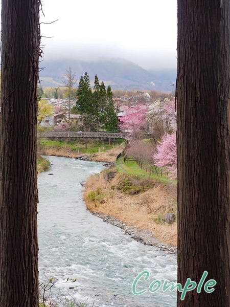 姫川と桜
