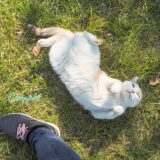今日は猫の日写真2021 桜島の旅猫
