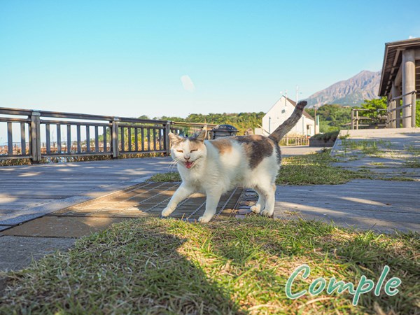桜島の猫