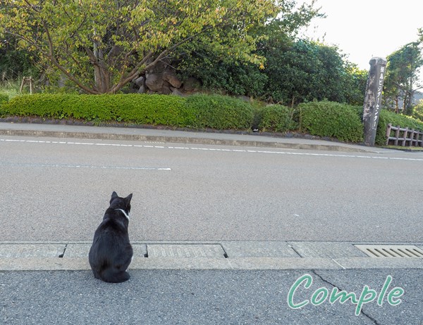 桜島の猫