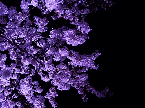 紫の夜桜