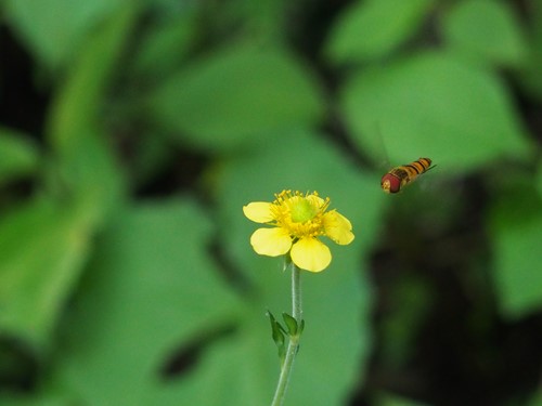 小花とハチ