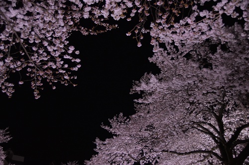 野川夜桜