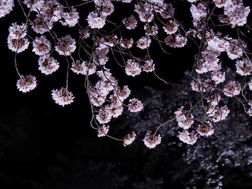 野川夜桜