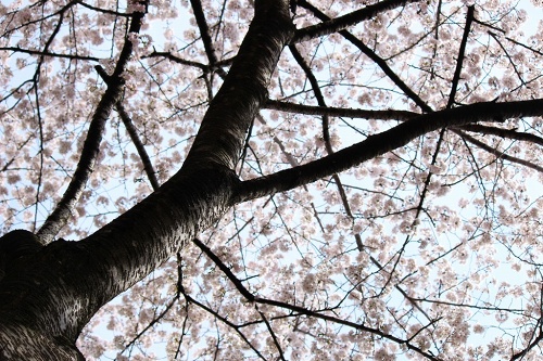桜と枝